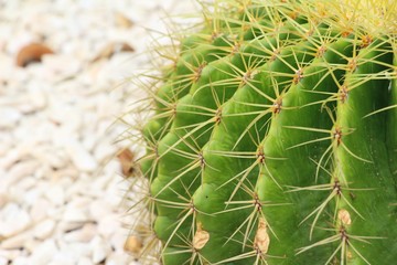 Beautiful the cactus in garden with nature