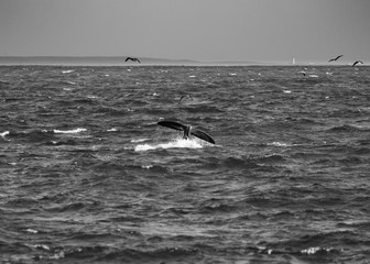 Naklejka premium Whales tail