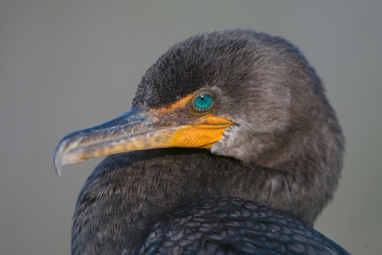 Portrait of a Double-crested-Cormorant