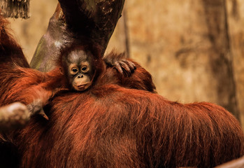 Mały orangutan - obrazy, fototapety, plakaty