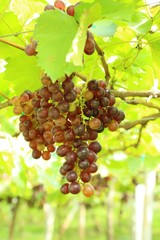 Fresh grapes in the vineyard with nature