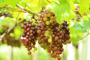 Fresh grapes in the vineyard with nature