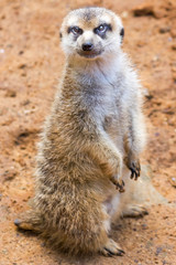Fototapeta premium Meerkat