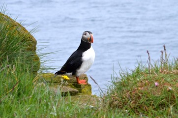 Iceland Puffins