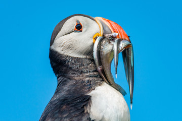 North Atlantic puffins at Faroe island Mykines