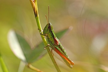 Small Gold Grasshopper (Euthystira brachyptera)