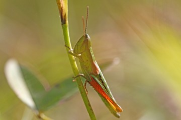 Small Gold Grasshopper (Euthystira brachyptera)