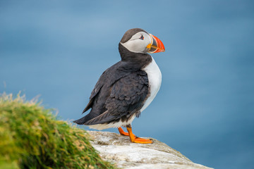 Obraz premium North Atlantic puffins at Faroe island Mykines