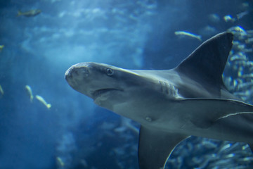 Naklejka premium メジロザメ