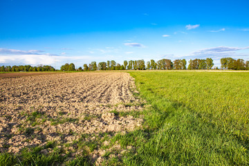 agrarian field in the spring