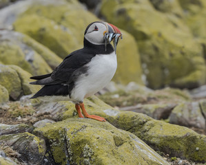 Puffin with Sand Eels