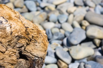 driftwood, washed up by the sea on a pebble beach