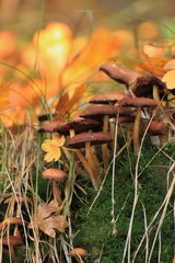 Mushroom in autumn forest