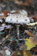 Mushroom in autumn forest