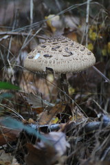 Mushroom in autumn forest