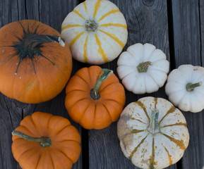 Pumpkins for Celebration