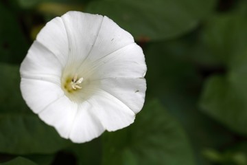 Hedge bindweed (Calystegia sepium)