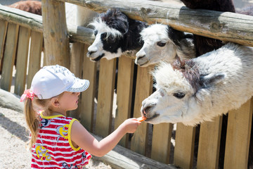 Alpaca, the lama looks at visitors through the fence of the zoo. Life in captivity. The child, the little girl feeds the llama. © sergio51143