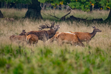 Red Deer Stags (Cervus elaphus) 