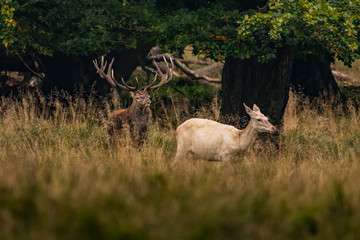 Red Deer Stags (Cervus elaphus)  © vaclav