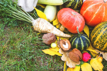 Autumn harvest vegetables and herbs in the garden.