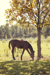 A brown horse grazes in a patch with a white beautiful fence.