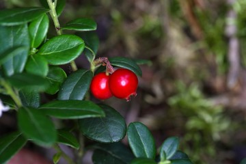 Berries of a wild lingonberry