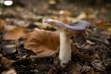 Single small mushroom with purple top.