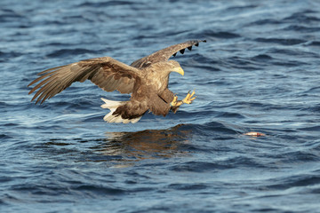 White-tailed Eagle making a catch.