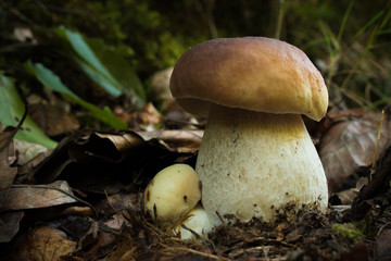 Big brown mushroom in the forest. Beautiful image of huge mushroom