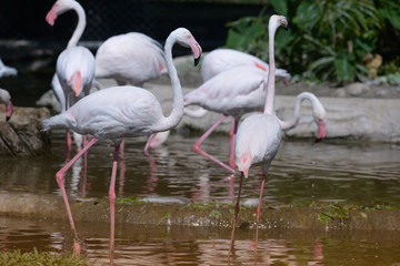 Portrait of pink and white american famingos in pond.