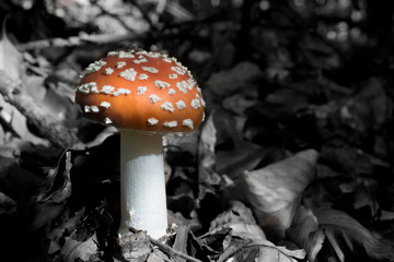 Single red mushroom in the forest. Toadstool mushroom. Black and White effect