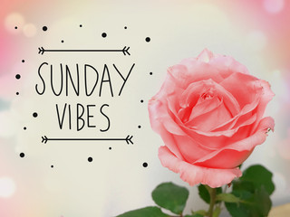 Sunday vibes word lettering and pink pastel rose background