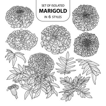 Line Marigold Flowers Stock Illustrations – 573 Line Marigold Flowers Stock  Illustrations, Vectors & Clipart - Dreamstime