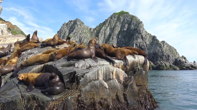 Морское сафари путешествие вдоль полуострова Камчатка. Морские львы - сивучи.