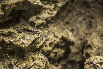 タマカエルウオ