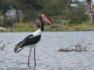 African jabiru in the Naivasha lake