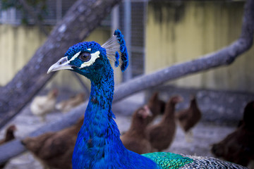 Pavão azul no galinheiro