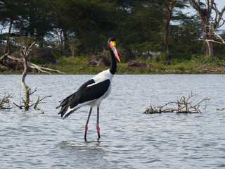 African jabiru in the Naivasha lake