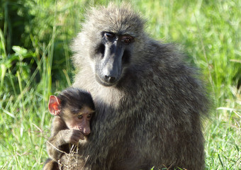 Closeup of a mother baboon carrying her cub