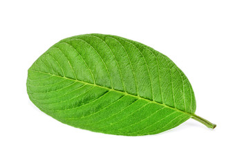 leaf isolated on a white background
