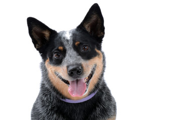 Australian cattle dog blue heeler white background
