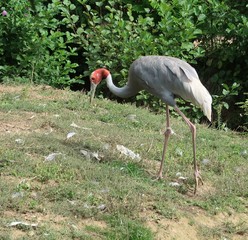 Sarus Crane