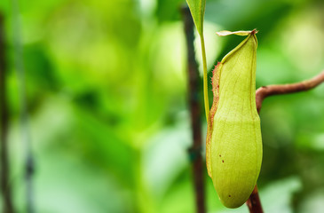 Insectivorous   plants Nepenthes Ampullaria  on nature background  