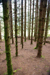 Spruce forest