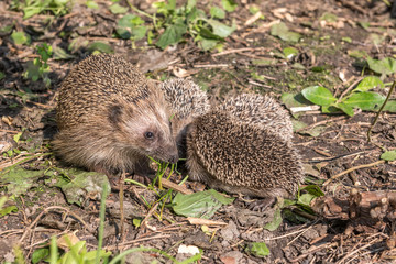 a hedgehog with young