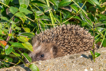 a young hedgehog behind a stone