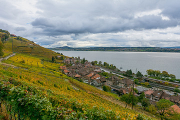 Weinanbau am See in der Schweiz