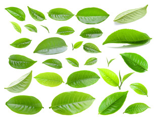  tea leaf isolated on white background