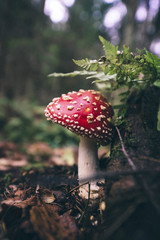 poisonous mushroom